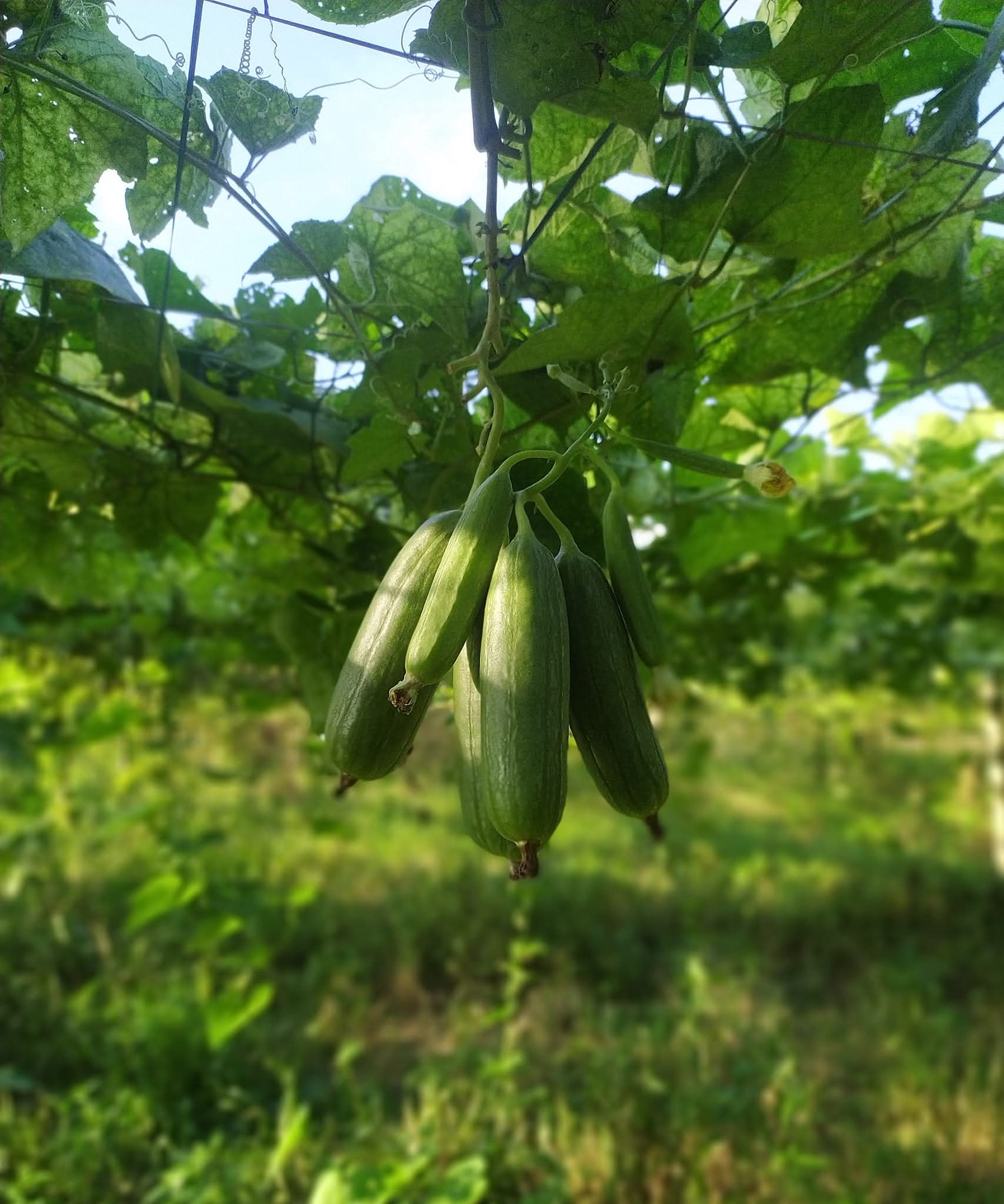 Image 11