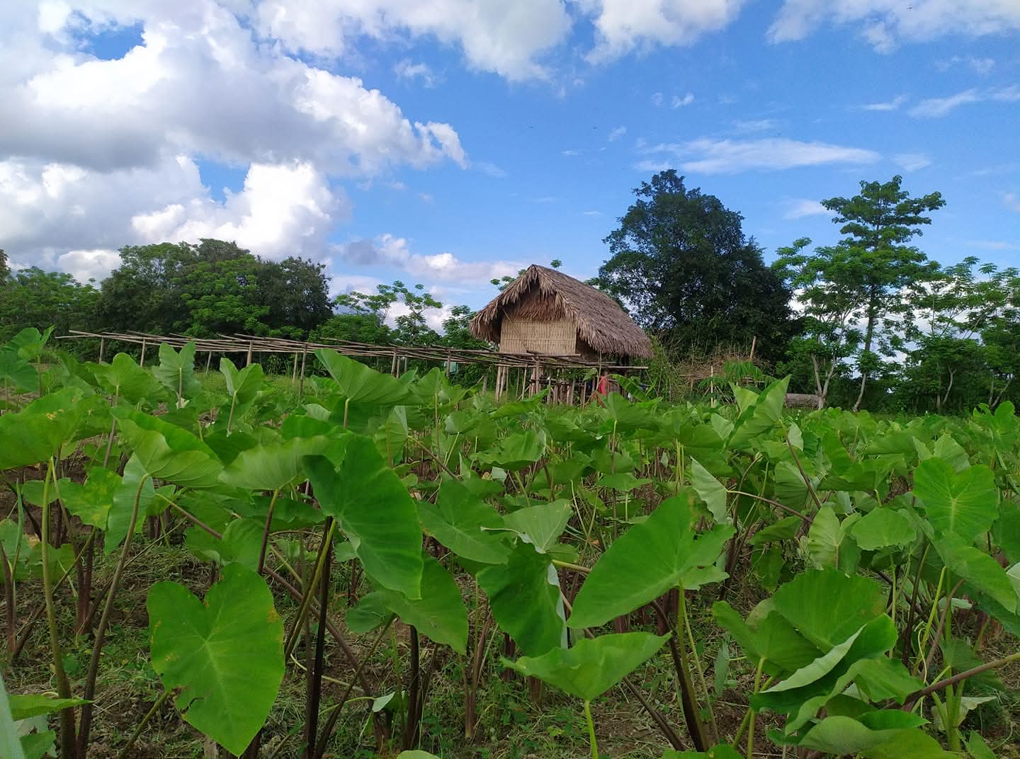Image 10